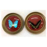 2 Framed Butterfly Pieces