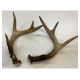 2 Deer Antlers