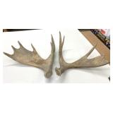 2 Drop Off Moose Antlers