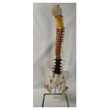 Anatomical Human Spine Model