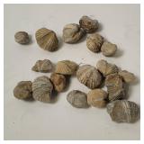 Brachiopod Fossils