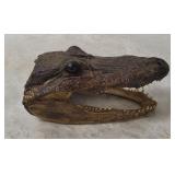 Taxidermy Small Alligator Head