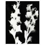 Hungarian Photogram on Paper Sgd Gyorgy Kepes