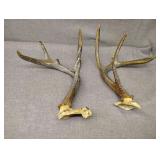 Antlers they are spray painted