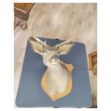 Mountable deer head