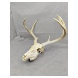 Skull and antlers