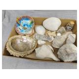 Seashells