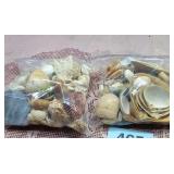 Seashells