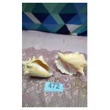 2 conch shells
