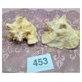 2 conch shells
