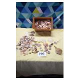 Assortment of seashells