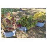 3 Galvanized, lawn decor, buckets