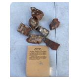 Arizona Petrified Wood