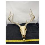 Deer head with 8 points