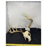 Deer head and countable 11 points