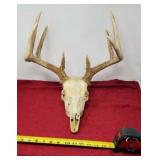 9 Point Deer Skull
