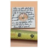 Small Pearl from Hawaii Island