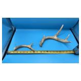 White-tailed deer antler sheds