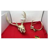 Deer antlers 14 inches wide and approximately 10