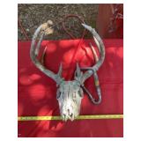 Deer Head and Antlers