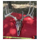 Deer Head and Antlers