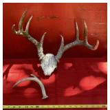 Deer Head and Antlers