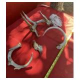 Deer Antlers
