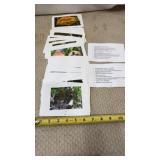 Mushroom ID Cards