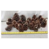 Pine Cones