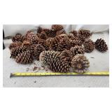 Pine Cones