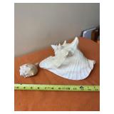 Queen Conch shell with Knobbed Whelk Shell