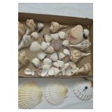 Collection of Seashells