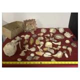 Seashells