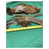 Pheasant Feathers