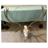 Elk Head and Antlers One Antler Broke