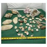 Seashells of All Kinds