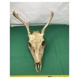 Deer Head with 5 Points One Broke Off