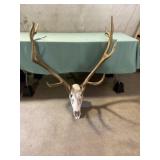 Elk Head with Antlers