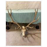 Elk Head with Antlers