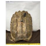 Snapping Turtle Light