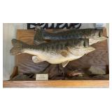 Taxidermy Two Bass Mount