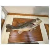 Taxidermy Bass Mount