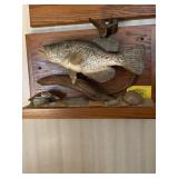 Taxidermy Crappie Mount