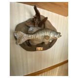 Taxidermy Crappie Fish Mount
