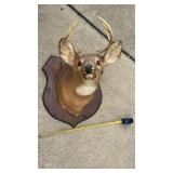 Taxidermy Deer Head Mount