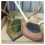 GROUP OF 2 DEER MOUNTS
