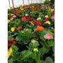 Spring Farm, Home/Garden - Spring Bedding Plants/Flowers - Tack - Quilts
