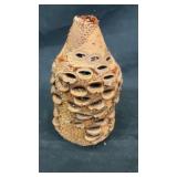 Banksia Tree seed pod from Australia