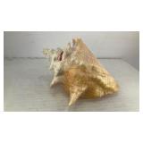 Conch seashell 6' x 4'