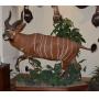 African & North American Taxidermy Mounts, 100+ Firearms